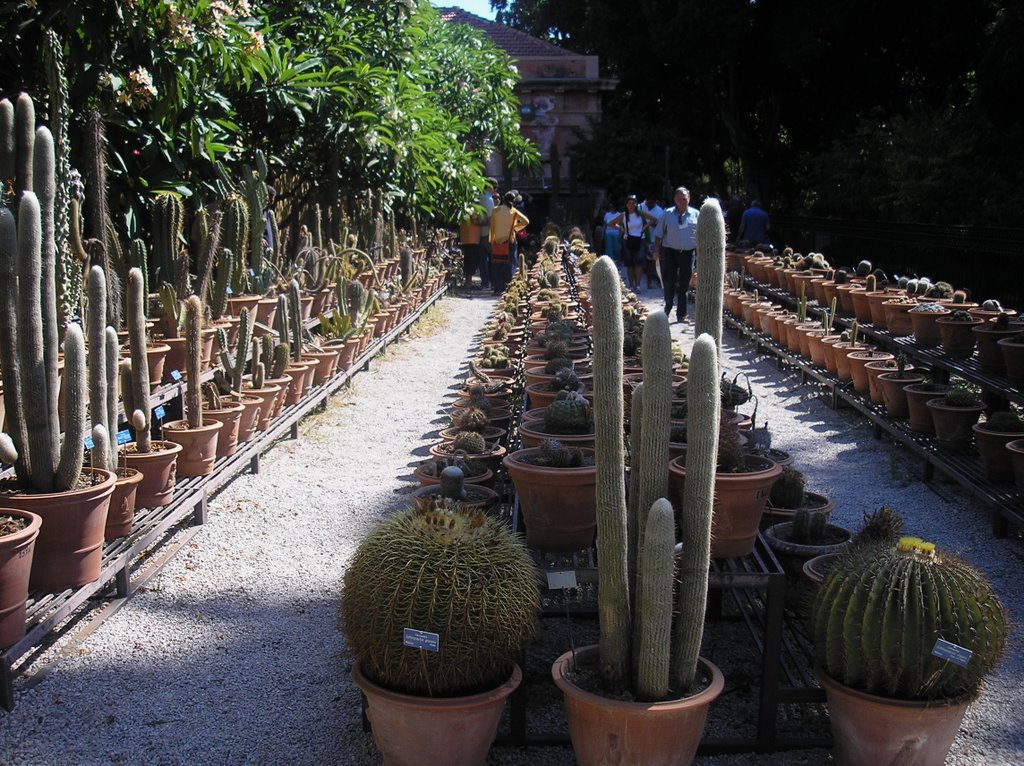 PALERMO : ORTO BOTANICO