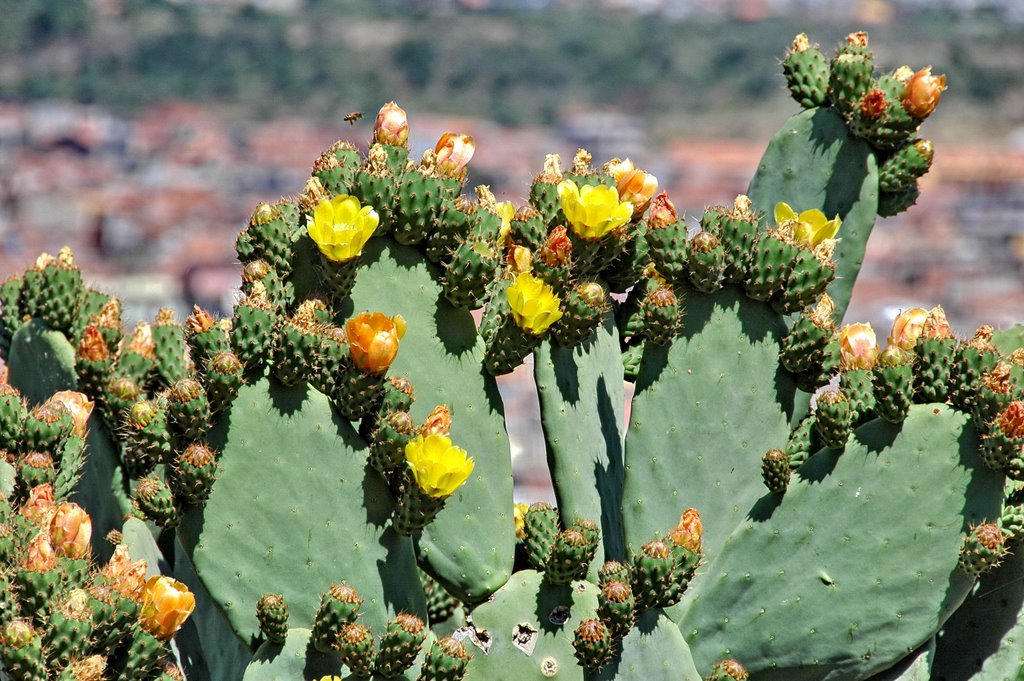 Ficodindia in fiore. Paternò, Catania.
