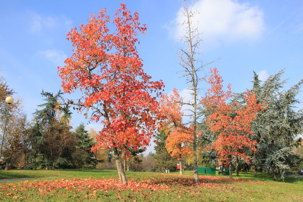 Un po di Canada al parco Bramante