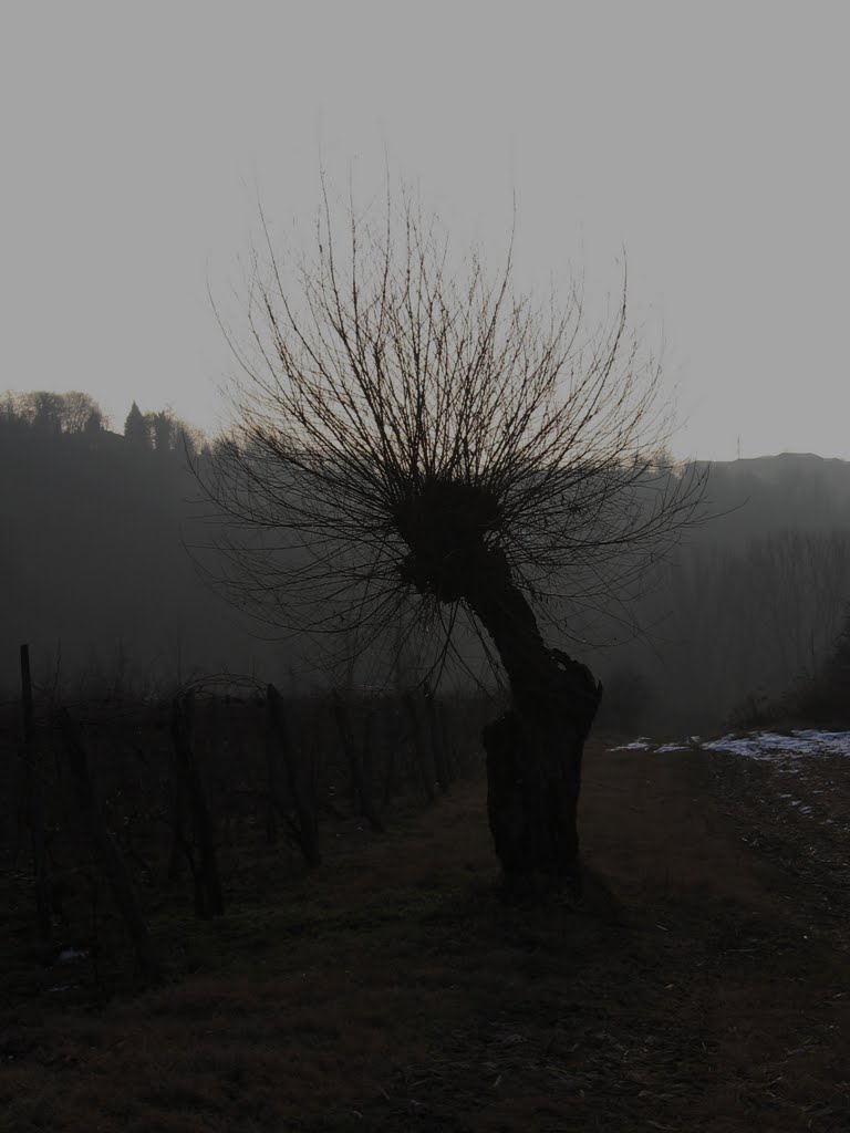Il salice picchiatore