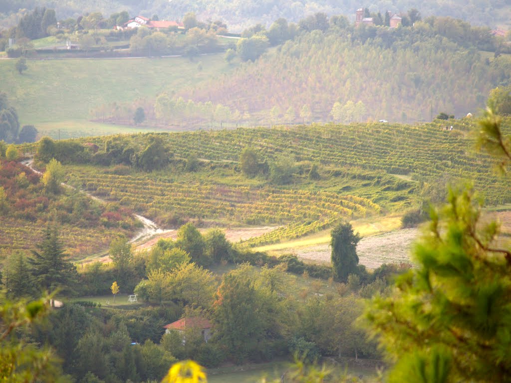 Moncucco Torinese (AT) - vigneti