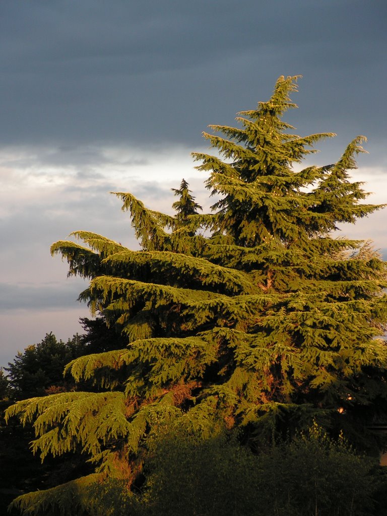Grand fir