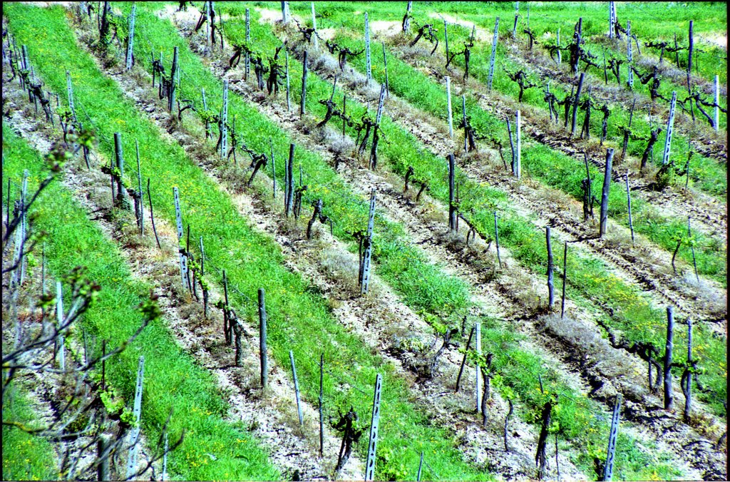 Vigna