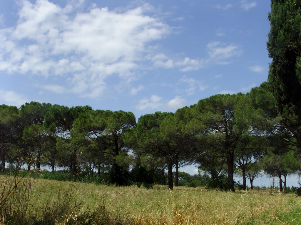 campo verso lippodromo. foto di elvis germano