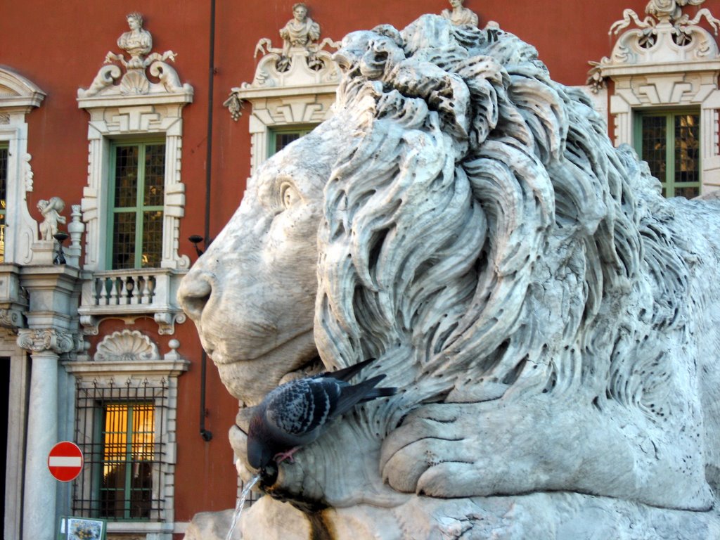 Massa, il leone abbevera il piccione