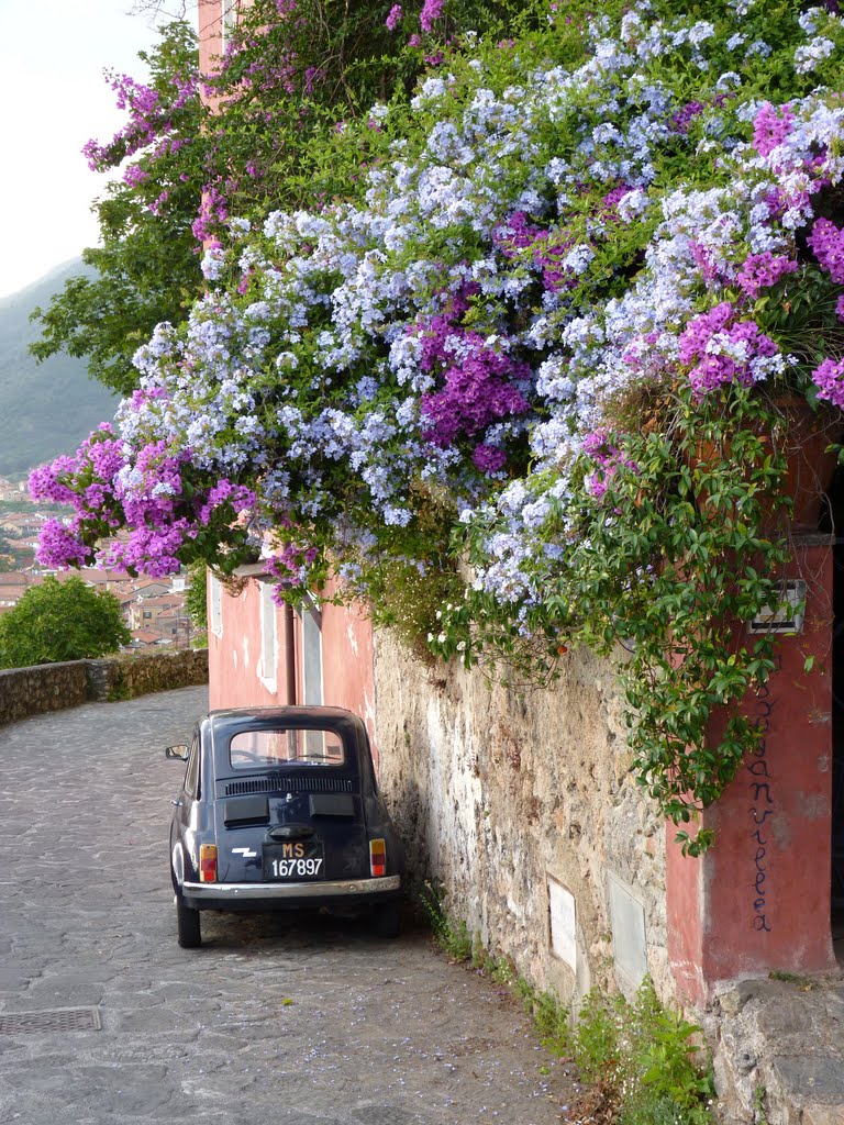 la bouganville,il plumbago...e la 500