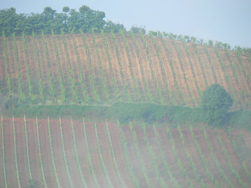 Vineyards of Tuscany