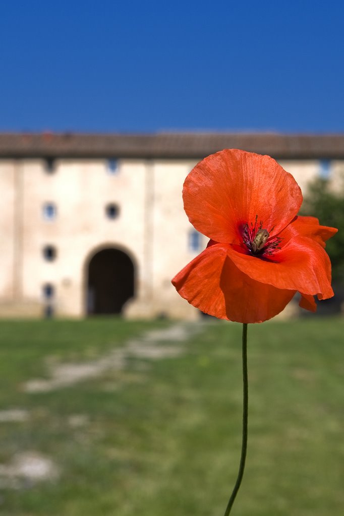 Siena