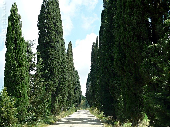 Cypress Alley going to Fortezza di Poggio Imperiale