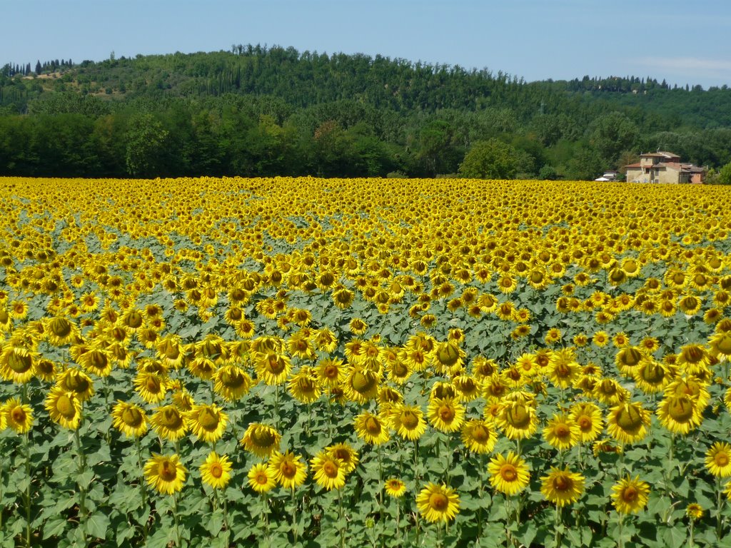 Girasoli