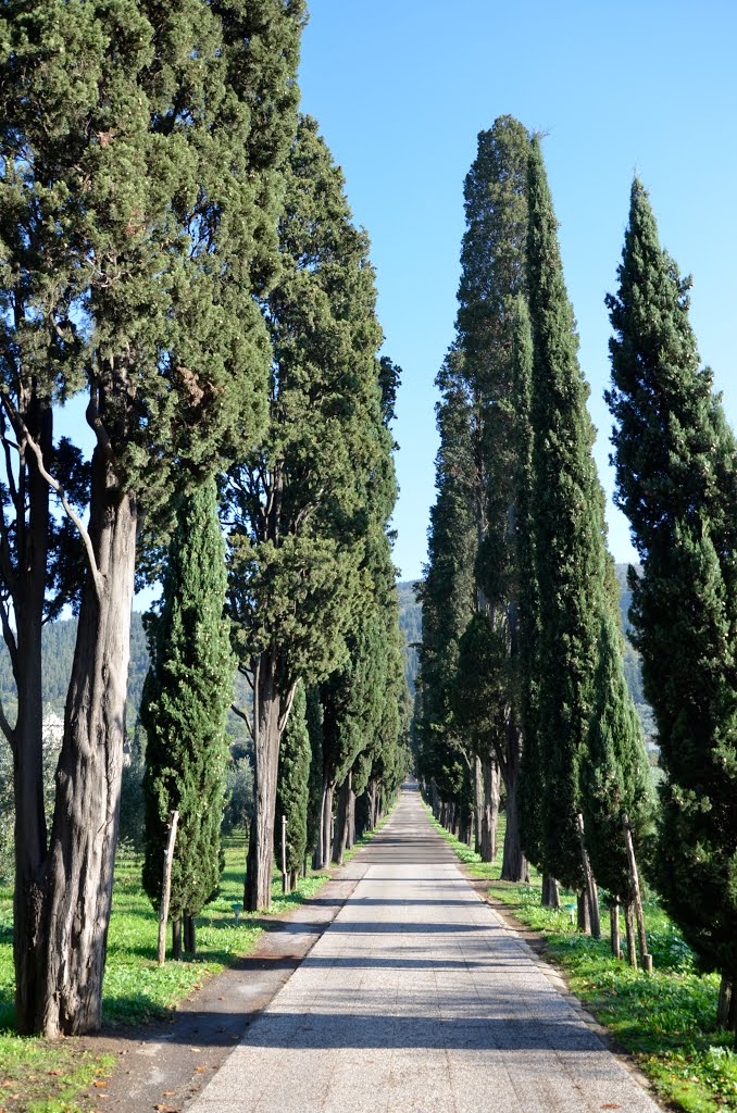 Limonaia - Prato