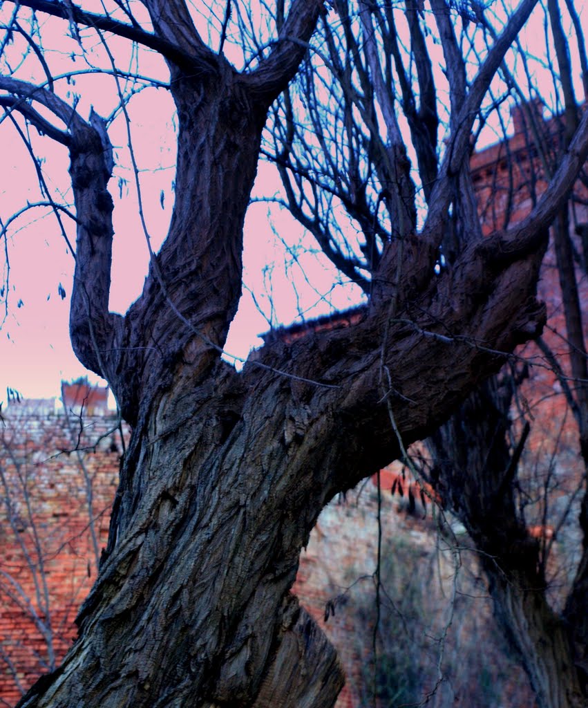 VECCHIO ALBERO E VECCHIE MURA