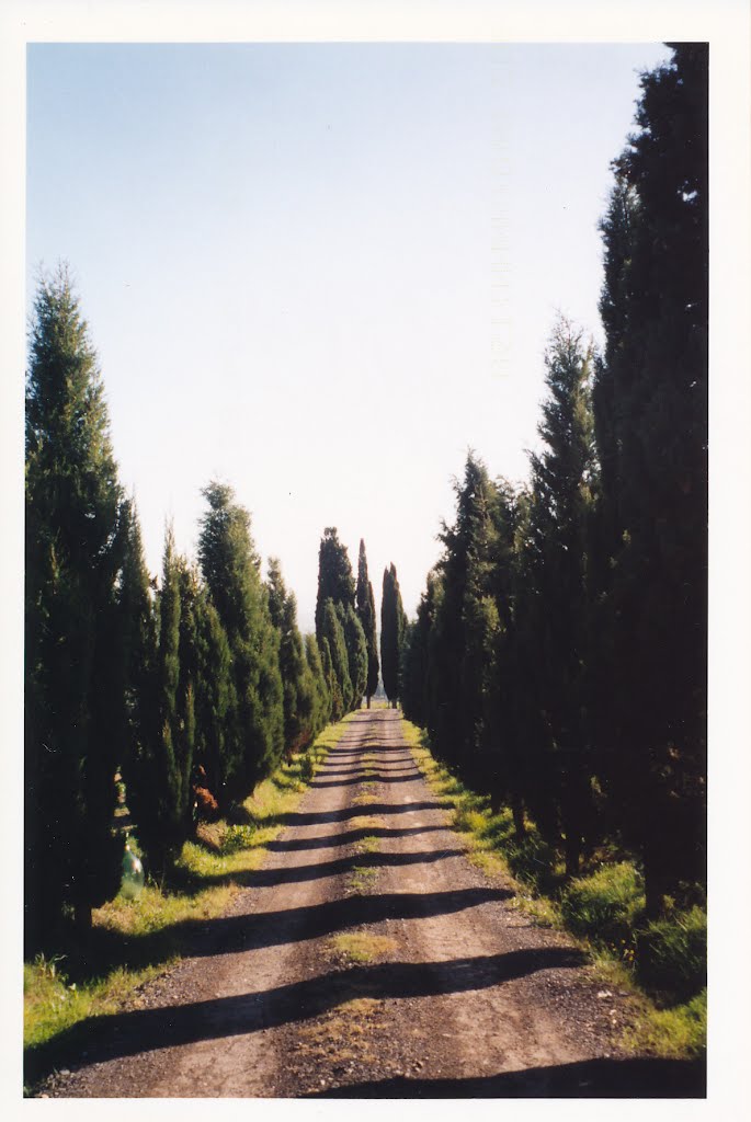 Tuscan Cypresses