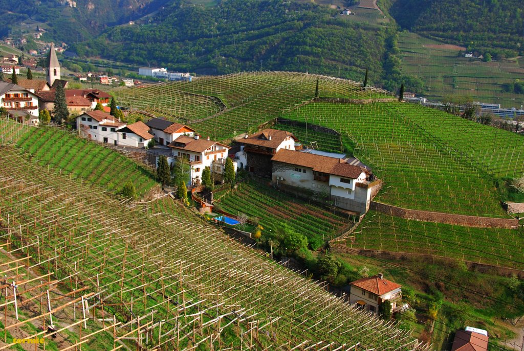 Wineyards of Sankt Magdalena (Bozen/Bolzano)