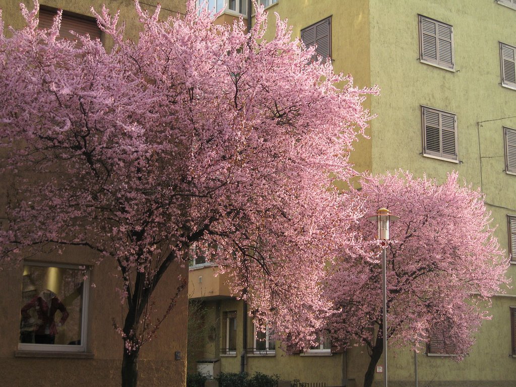 Primavera in Via Torino - Bolzano