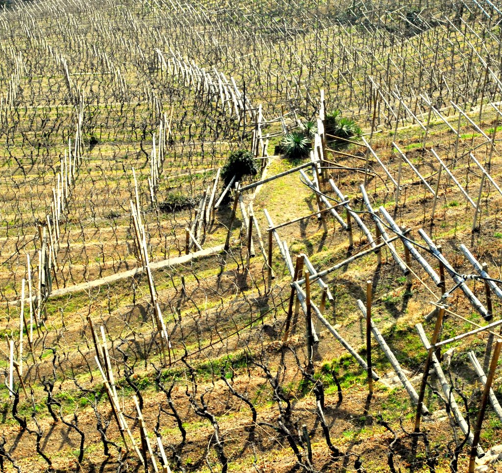 Wine yard
