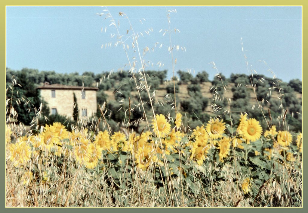 Le Soleil dAntan (Stefano). Ombrie, juillet 1995.