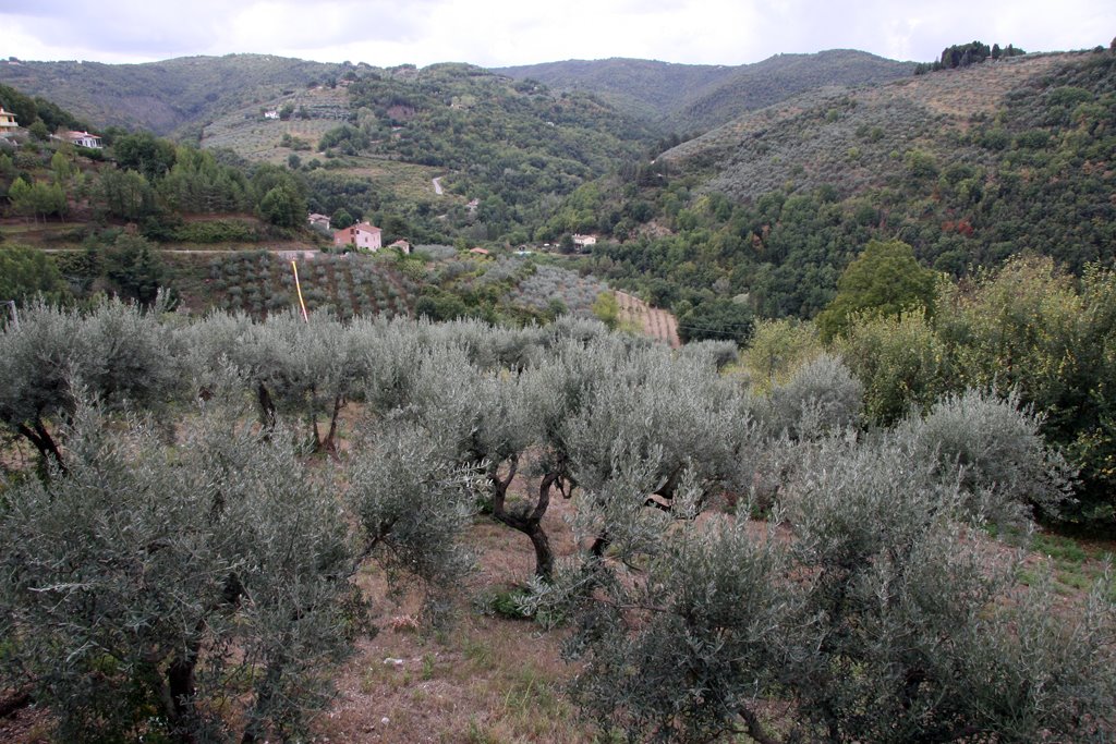 Bettona