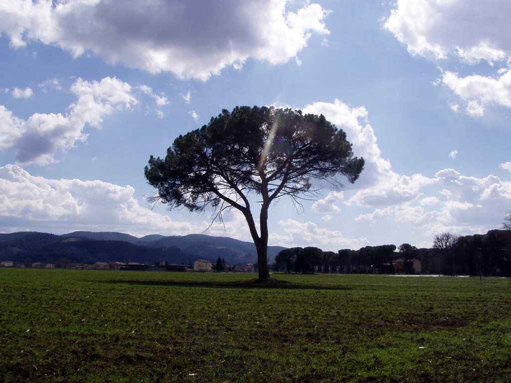 Strada Miralduolo-Torgiano