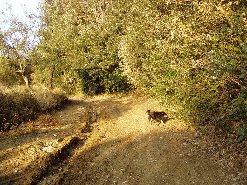 In prossimità della "Villa Montagnola"