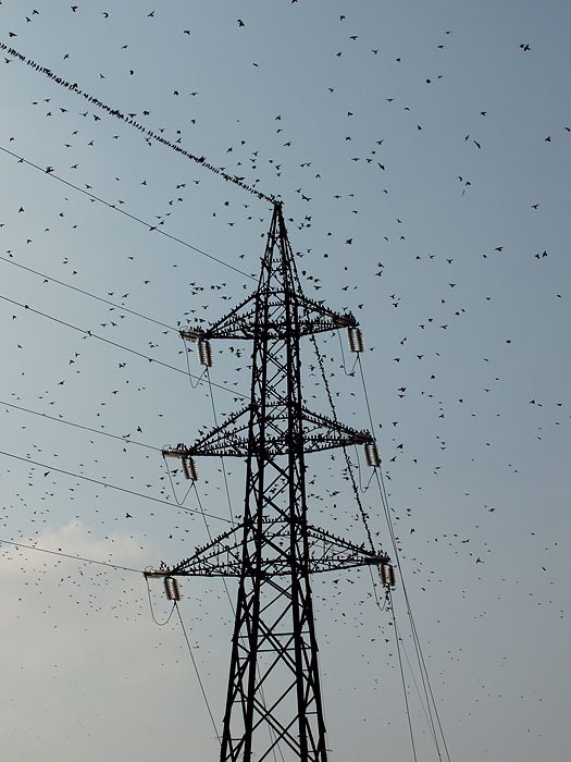 Modena - Birds Attack