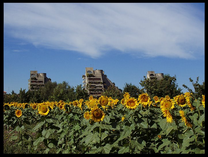 Modena - Girasoli