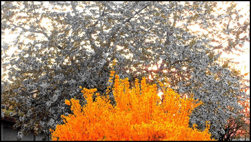 La primavera