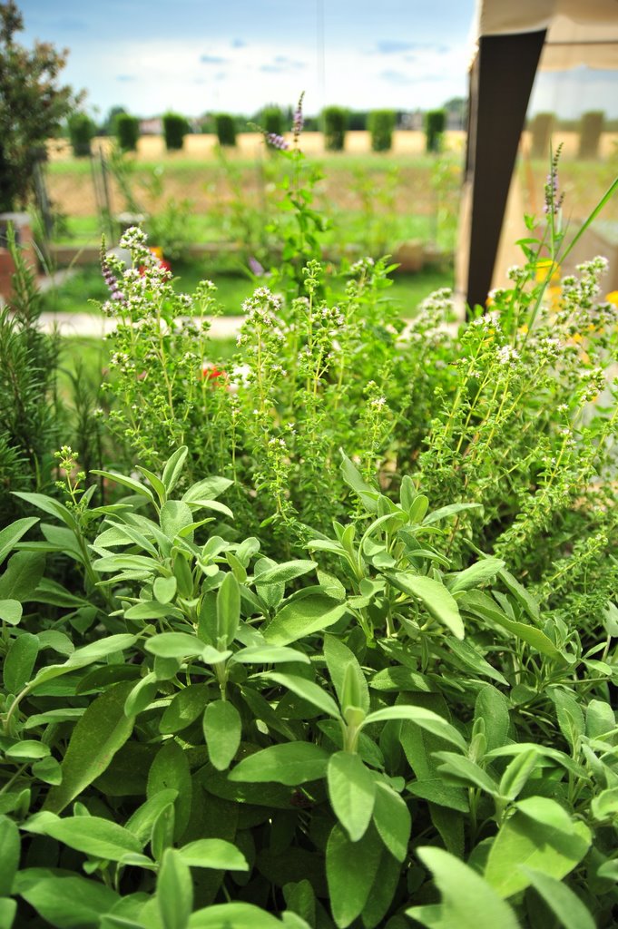 Salvia, maggiorana, menta e rosmarino.
