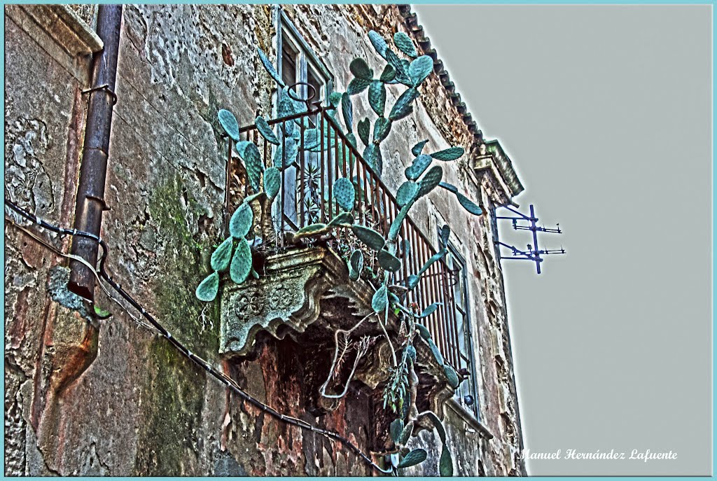 Una chumbera en el balcón. HDR