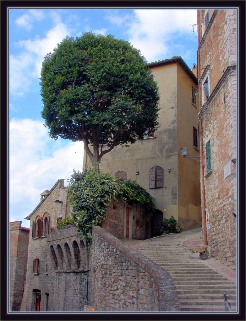 Un albero cresce a Perugia