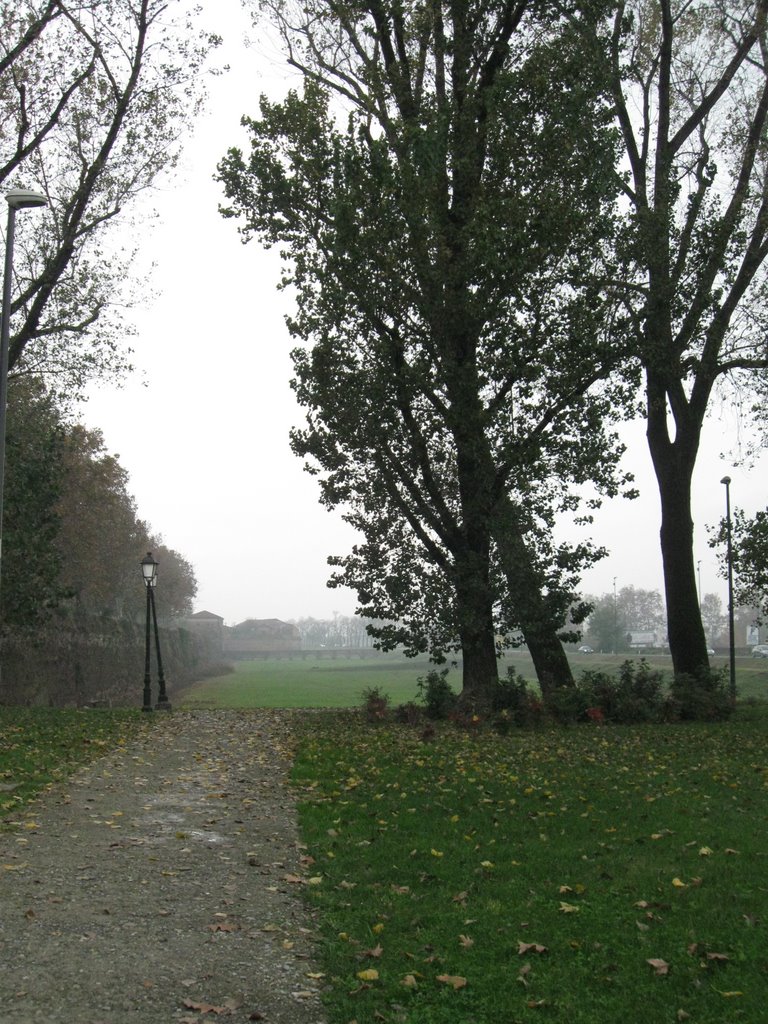 ...viale fuori le mura... e cielo grigio tra gli alberi.  (Aria)
