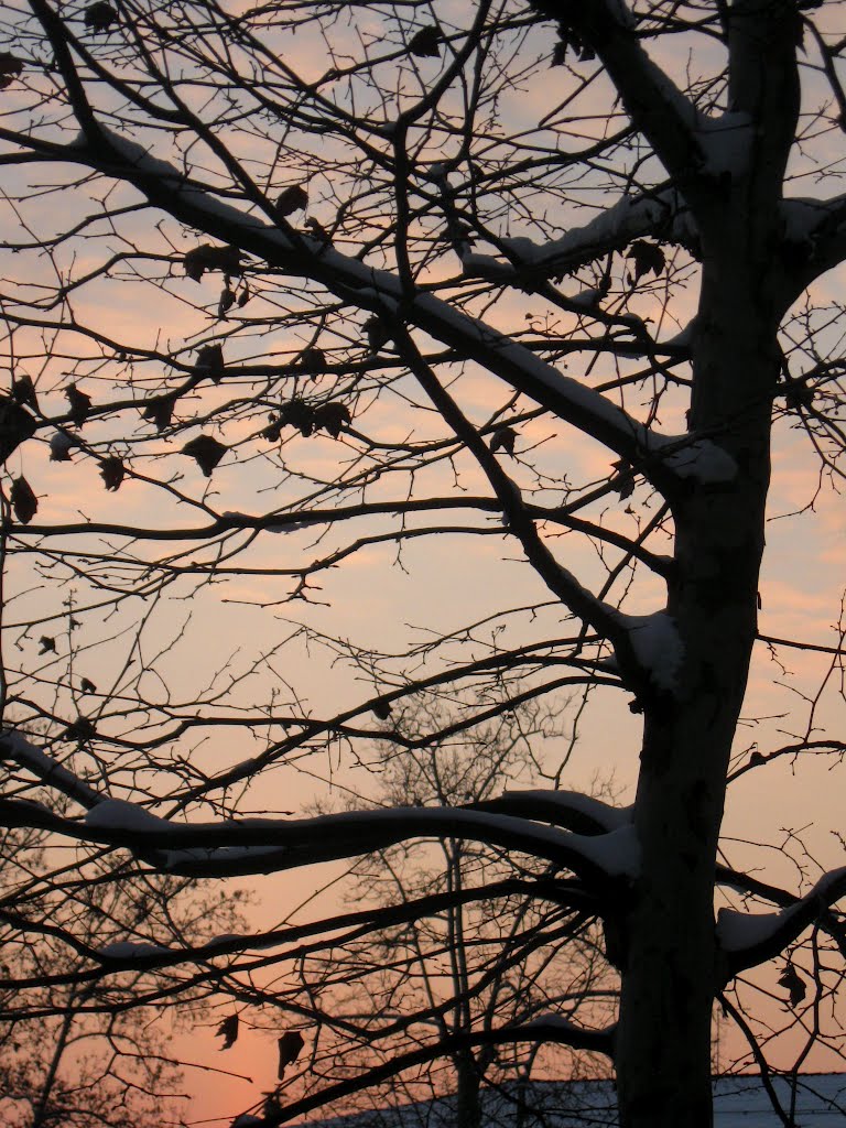 albero