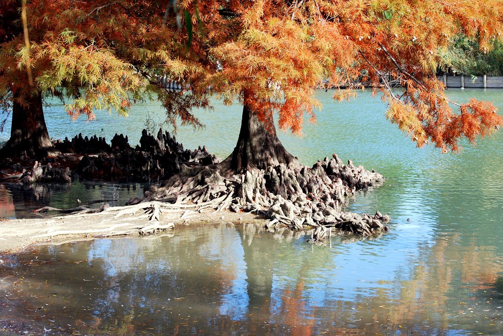 Rimini ...I Colori dellAutunno al lago...
