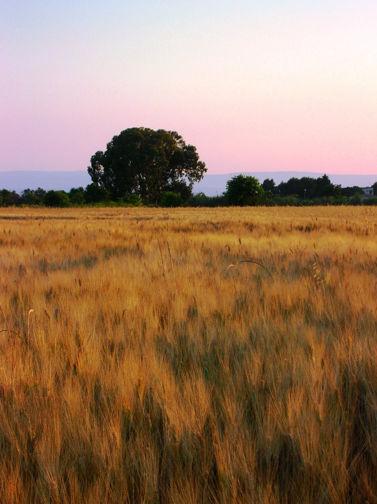 Grano in città