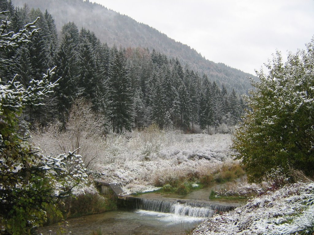 Verschneite Bäume und Bach in Tarvisio