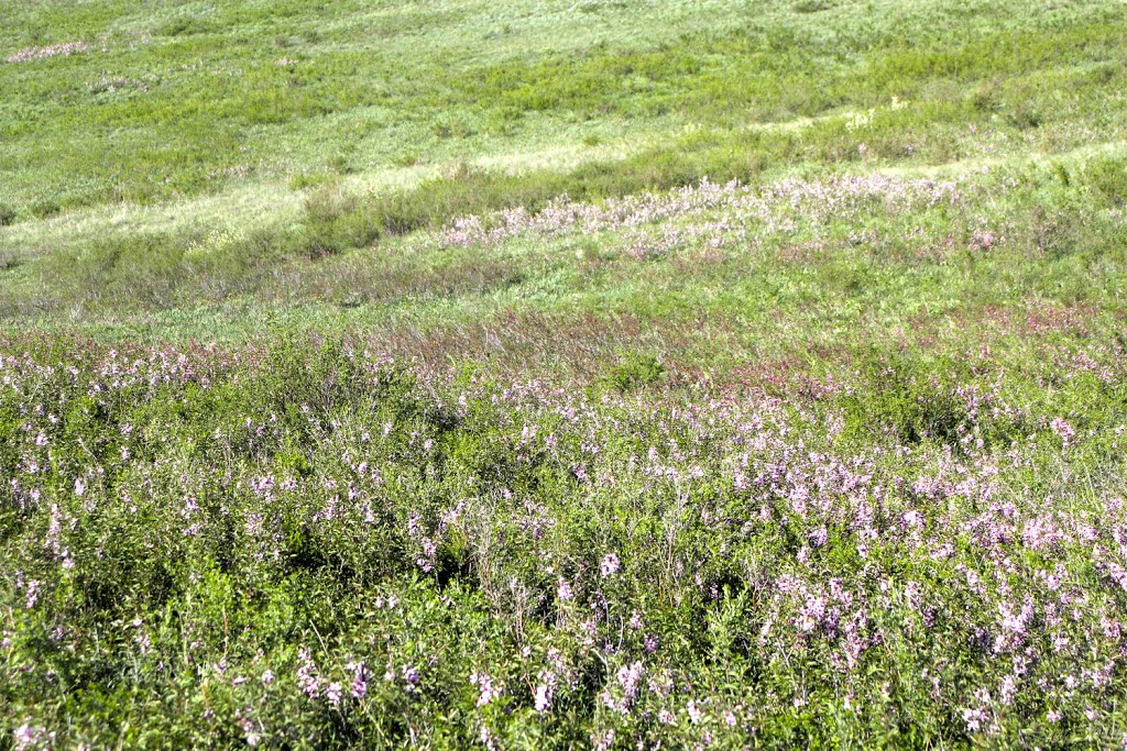 Мугоджары. Миндаль цветёт