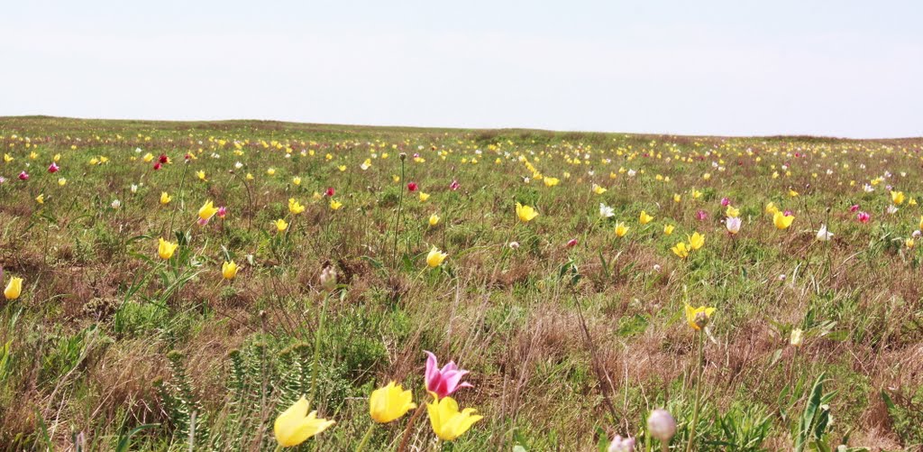 Тюльпаны, 8 мая 2011г.