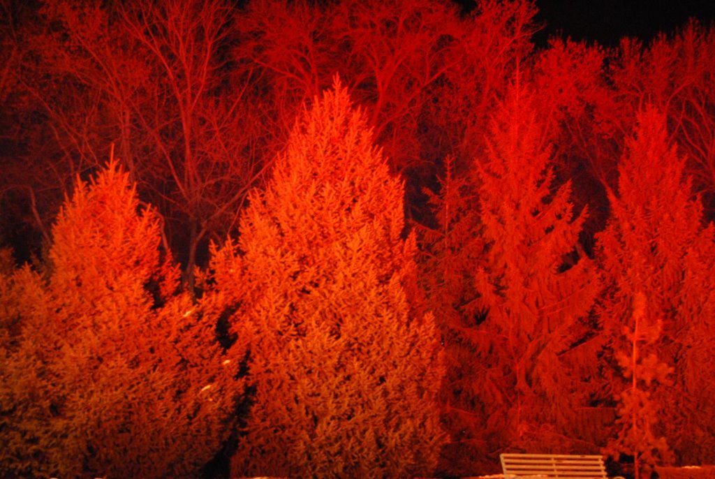 Colorful forest near the Astana square / "Цветной лес" около площади "Астана"