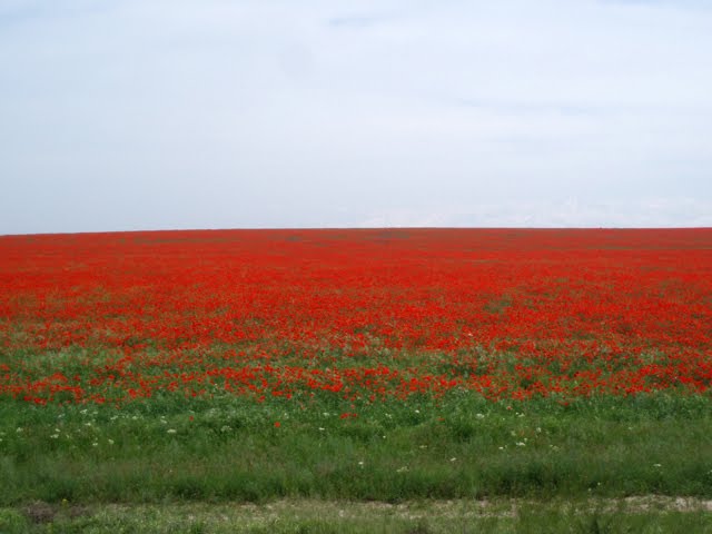 Wild poppies in the stepp