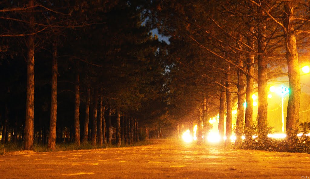 Night trees