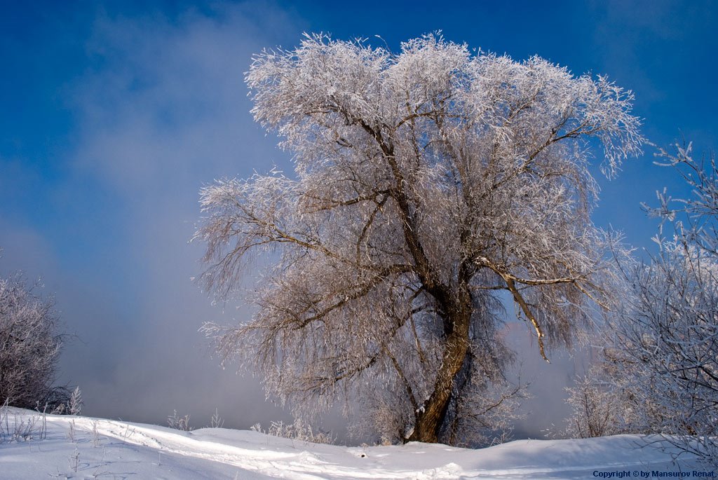 Magic tree on river border (-30C)