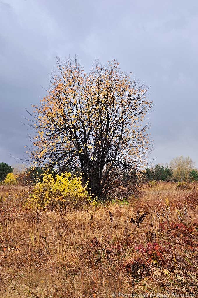 пейзаж с деревои или готовимся к зиме (вертикальная версия)