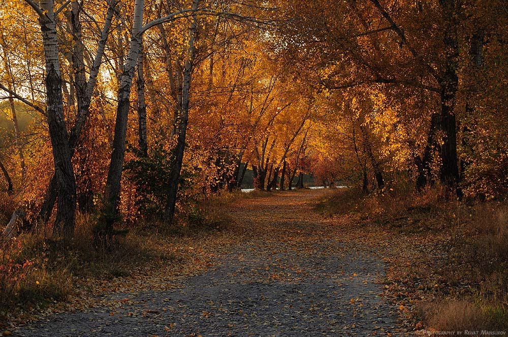 Осенняя галерея  -  Autumn gallery
