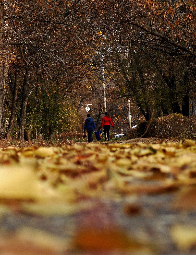 autumn Protozanova st. (NKO)