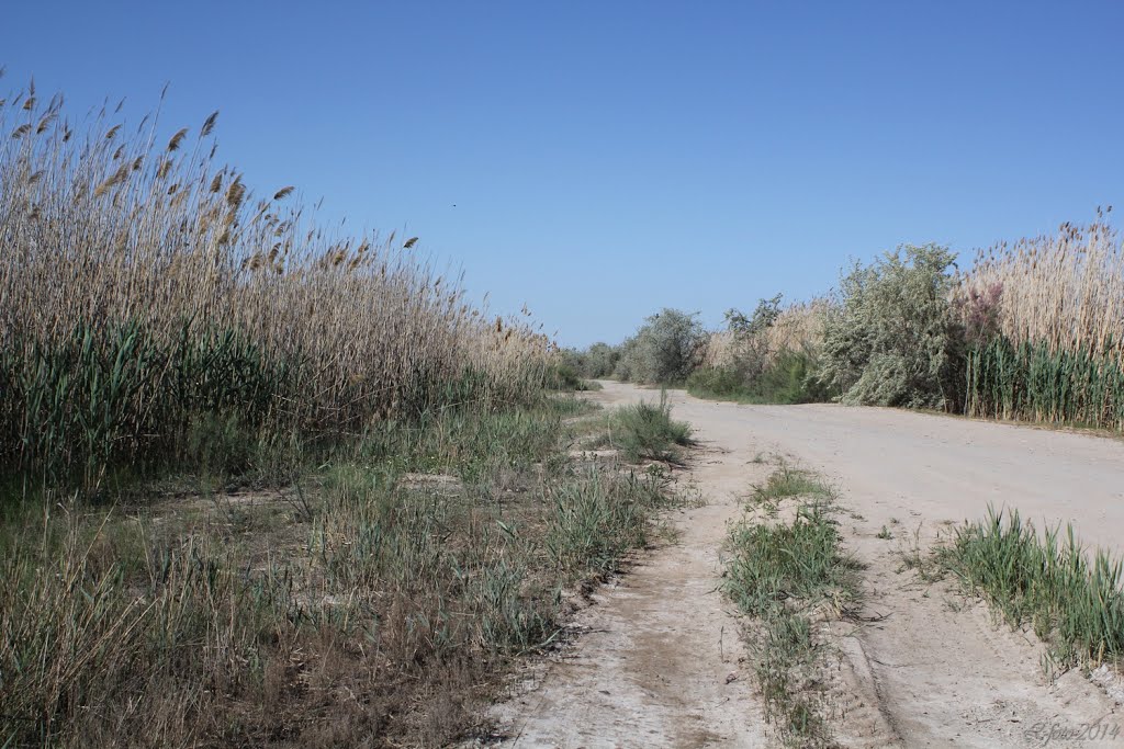 дорога в дельте Урала