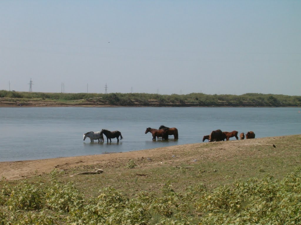 Лошади на берегу Урала. Horses on the bank of Ural river