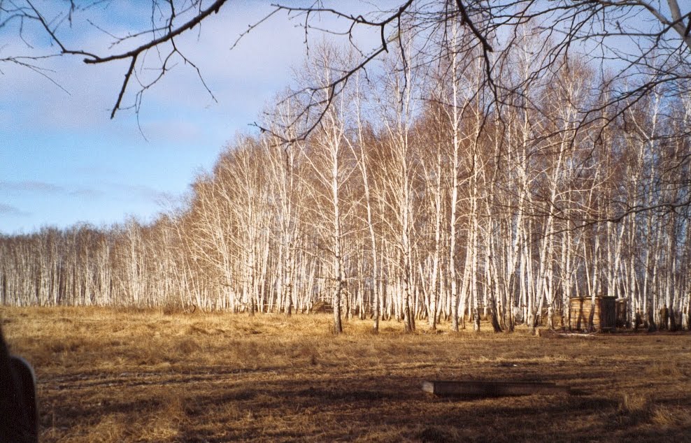 Forêt de bouleaux