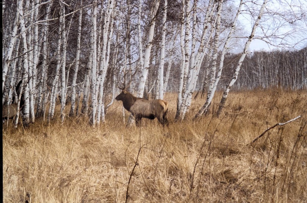 le cerf de Sladkovo !