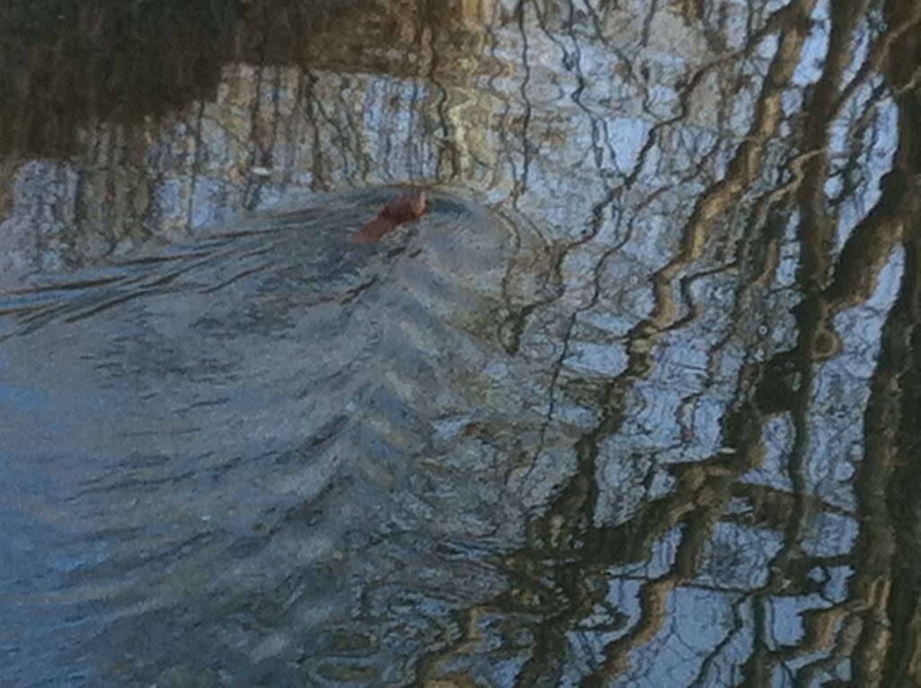 not a hedgehog, not a squirrel,17.04.2012