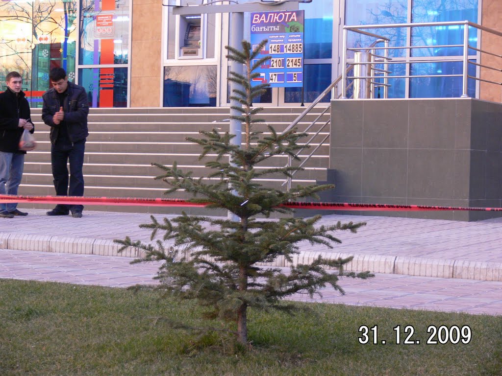 Росла зимою ёлочка